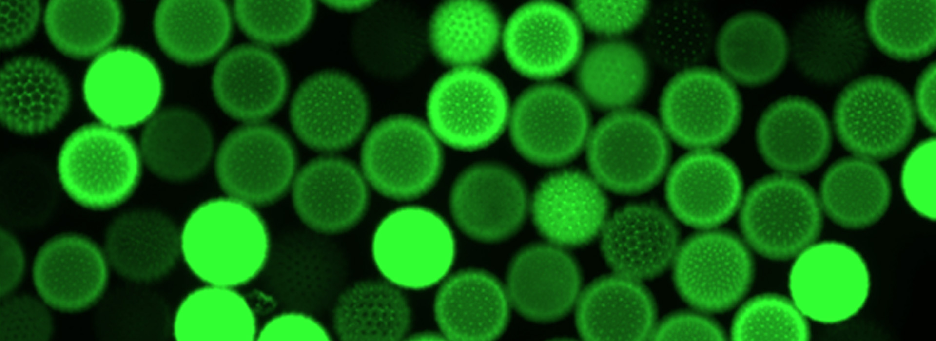 植物细胞荧光成像