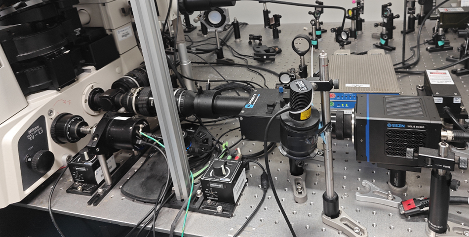 荧光下线虫观测