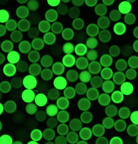 植物细胞荧光成像