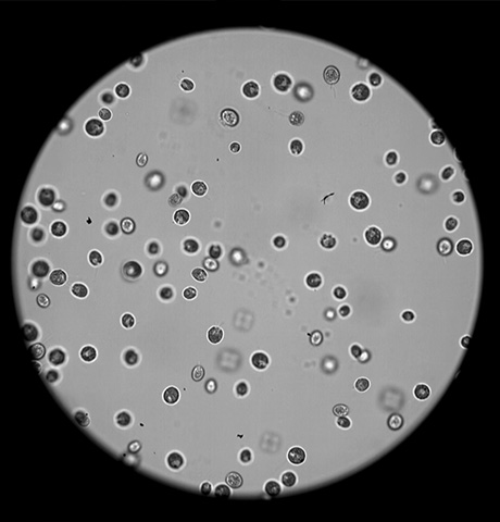 细胞鞭毛的运动观测