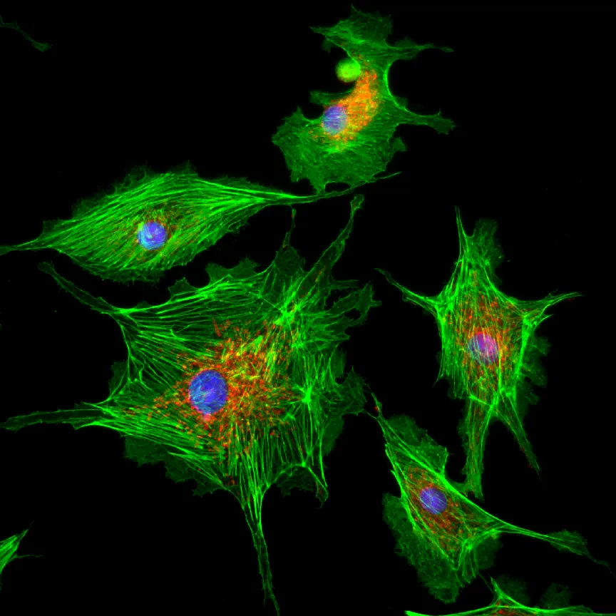 胚胎成纤维细胞多通道荧光成像